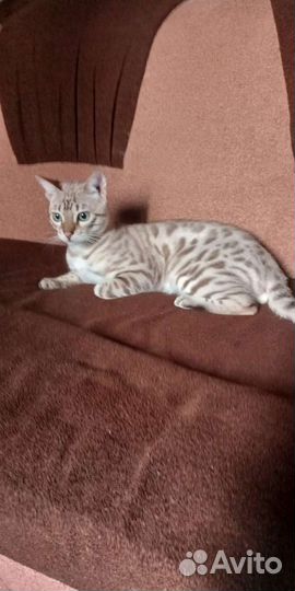 Продам бенгальских котят