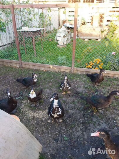 Селезень индоутки