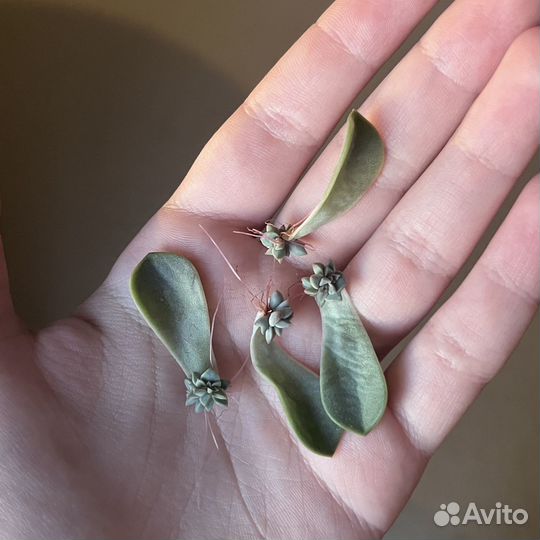 Граптопеталум парагвайский / растение / суккулент