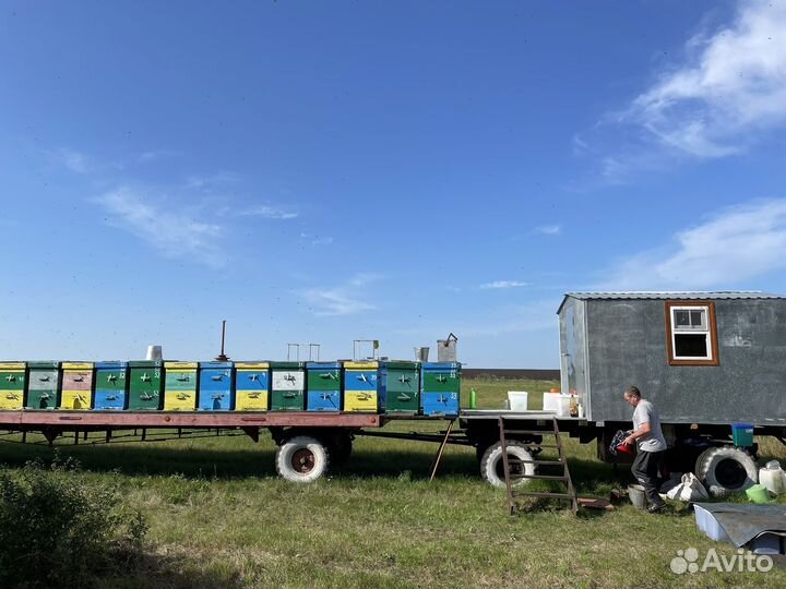 Мёд свежий Гречишный/шалфей/чабрец