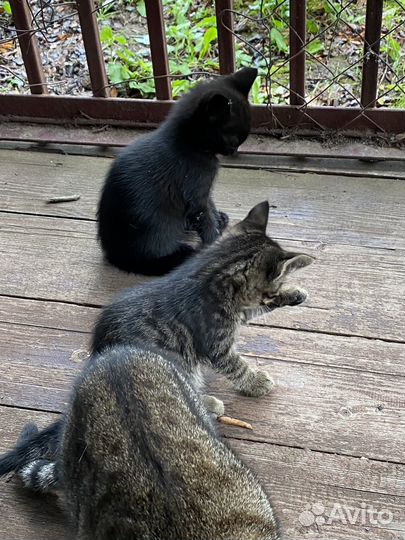 Котята в добрые руки