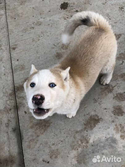 Щенок хаски