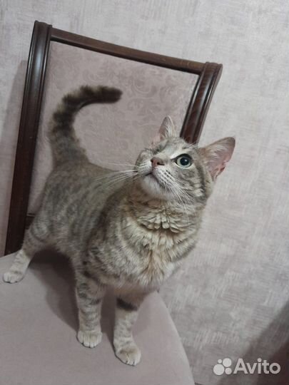 Кошечка в добрые руки