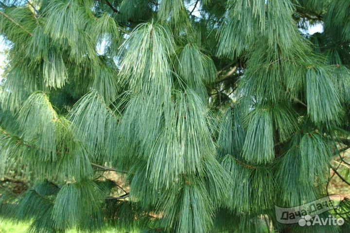 Сосна гималайская