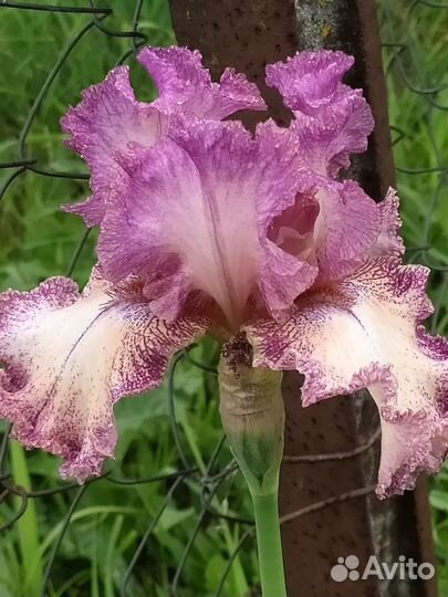 Продам лилейники,ирисы,хосты