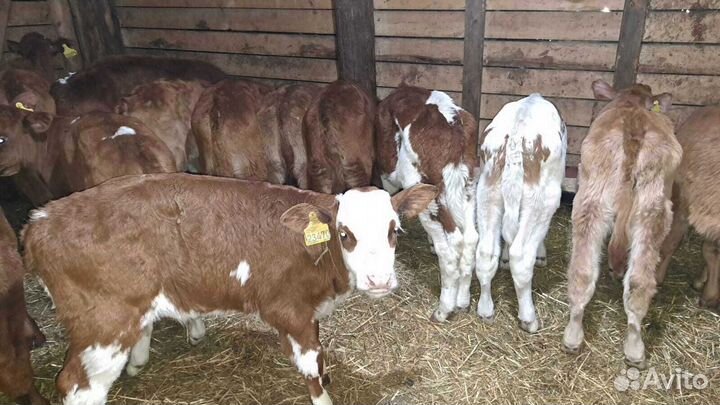 Телята бычки с доставкой