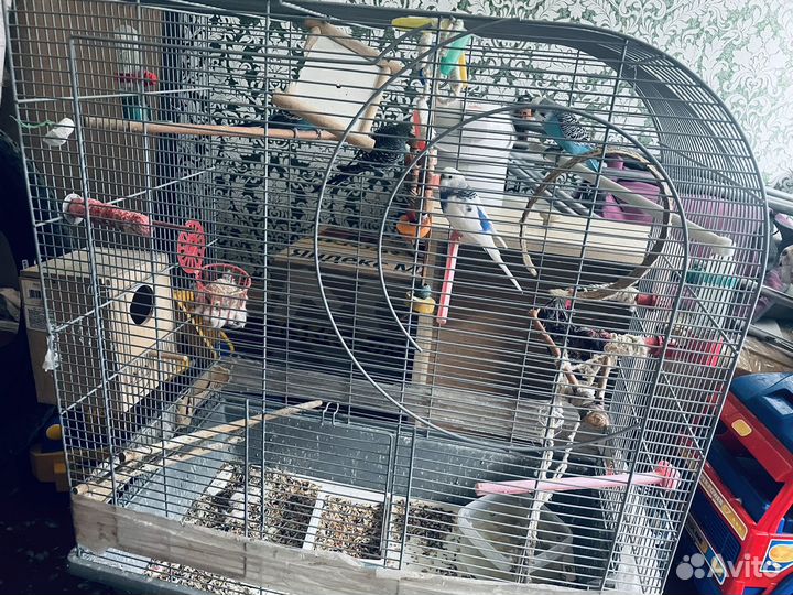 Попугаи волнистые