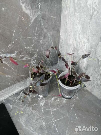 Традесканции разные