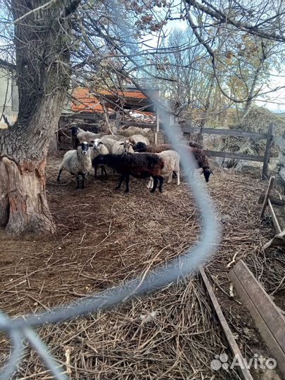 Матки котаные продаются и баран