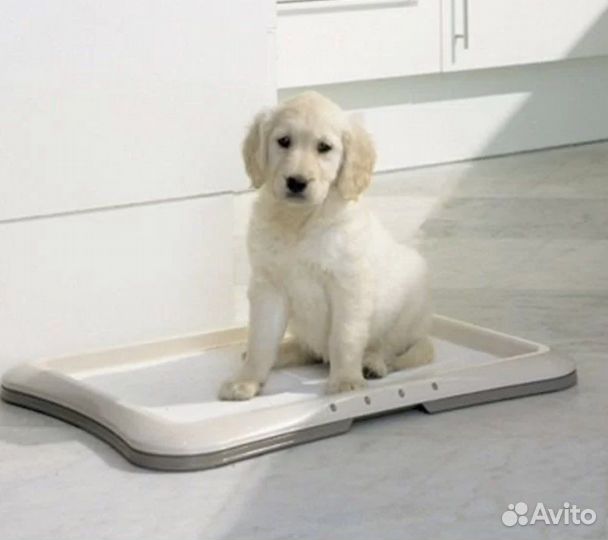 Лоток puppy trainer, игрушки Gigwi