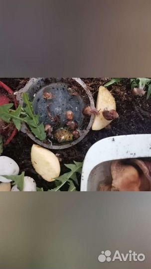 Улитки ахатины