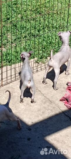 Агт щенки,ркф