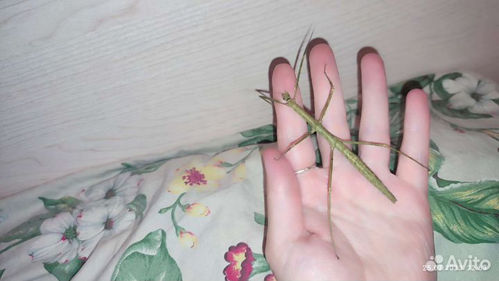 Палочник