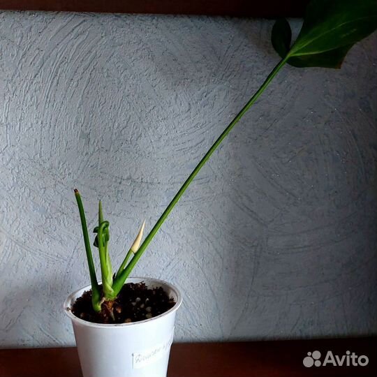 Антуриумы разные сорта