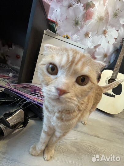 Электроакустическая гитара Cort AD810