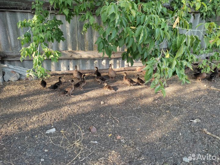 Подсадные утки