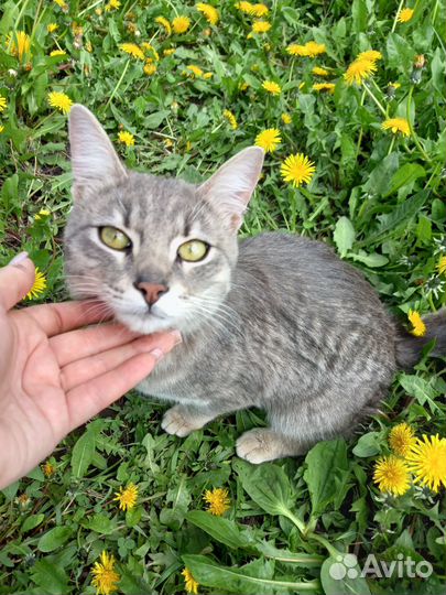 Ласковый котик ищет дом