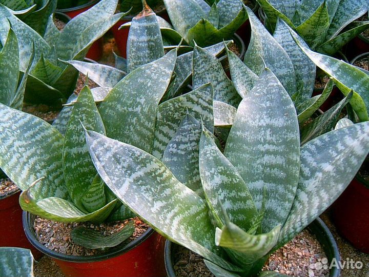 Сансевиерия ханни. Тёщин язык. Щучий хвост