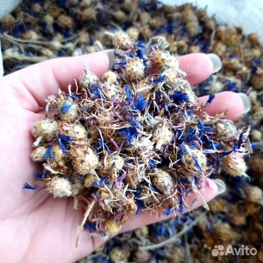Цветы василька сушеные