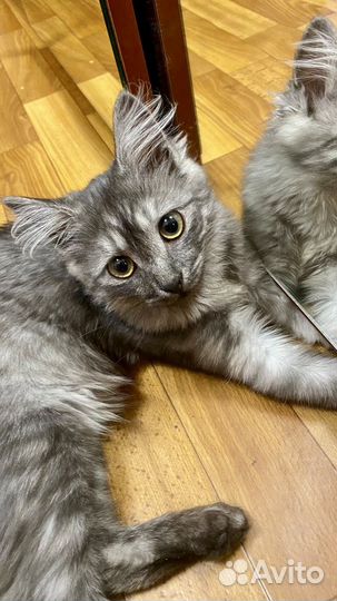 Котенок девочка в добрые руки