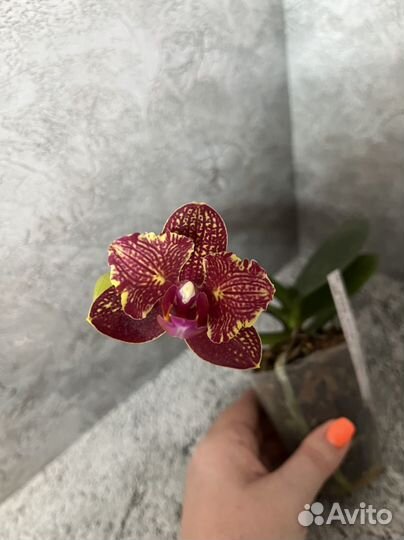 Орхидея Phal. I-Hsin Claire ES’551’ цветет