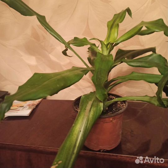 Драцена душистая, деремная, Сандера
