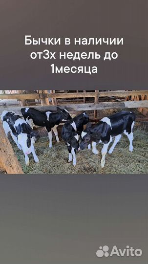 Телята Бычки и быки1-4месяца