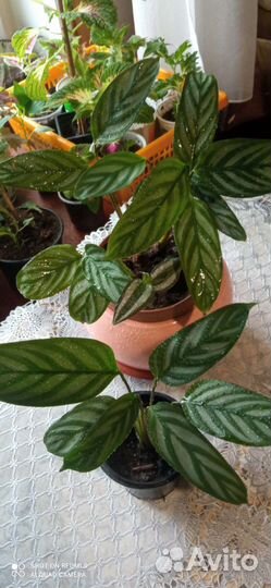 Пеларгонии