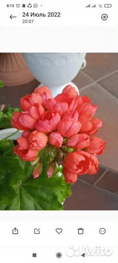 Герань пеларгония