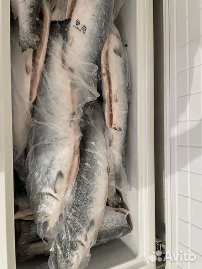 Семга, форель, Дорадо, хек