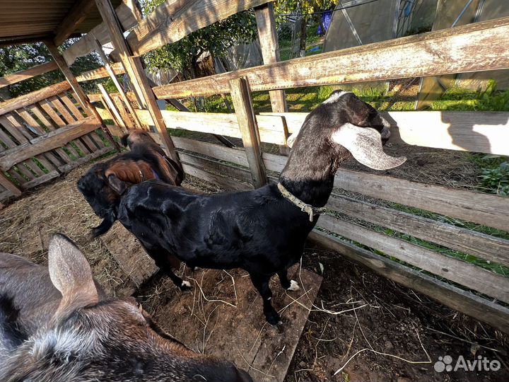 Коза Нубийская