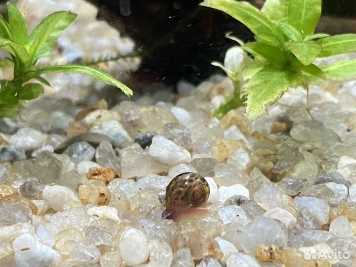 Улитки катушки