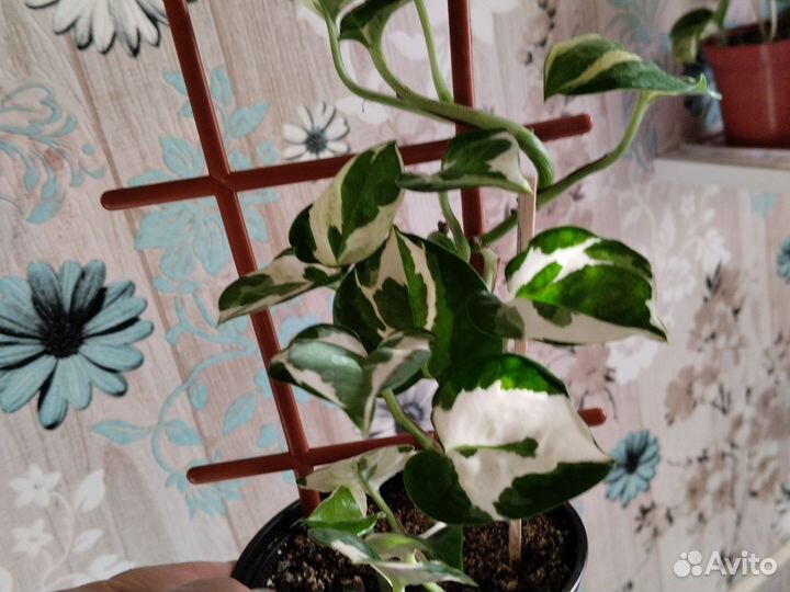 Сциндапсус и эпипремнумы