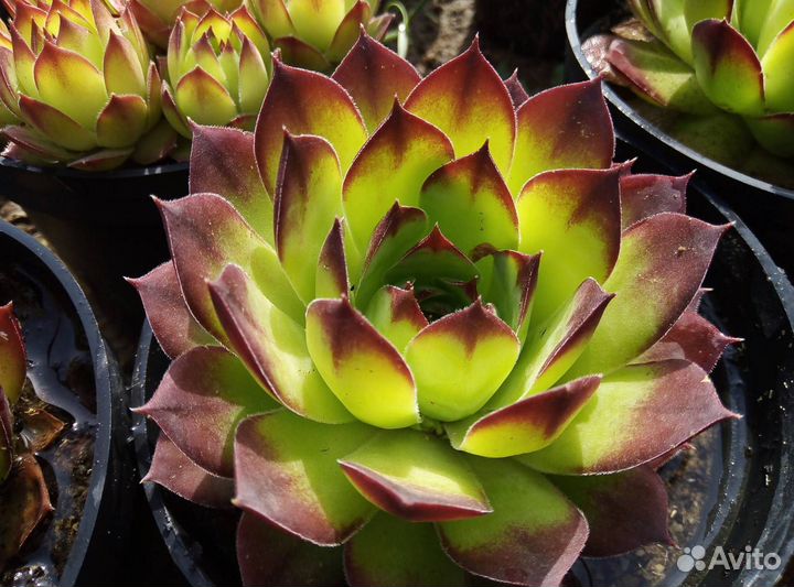 Злак, молодило, кактус, очитки и тд