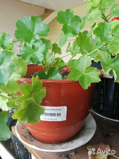 Герань пеларгония сортовая