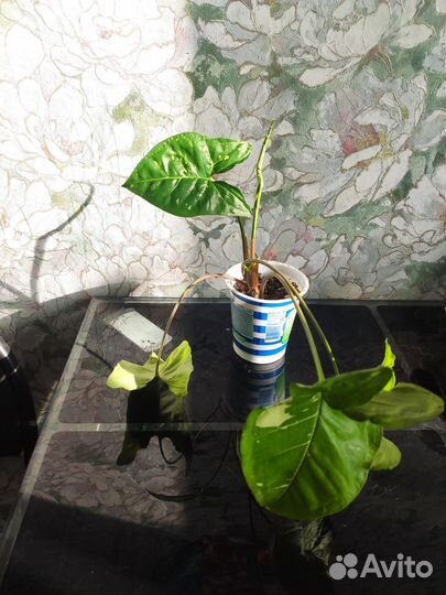 Сингониум панда