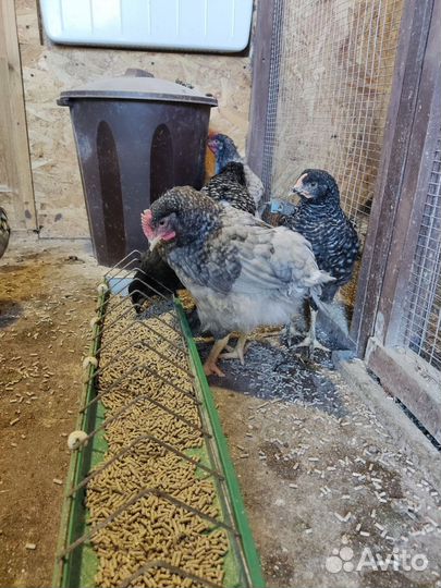 Молодые петухи