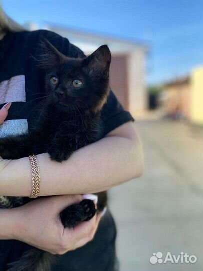 Котенок в добрые руки