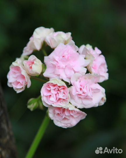 Пеларгония герань