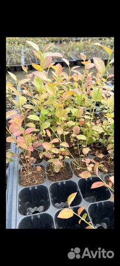 Голубика сортовая