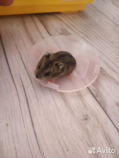 Джунгарский хомяк