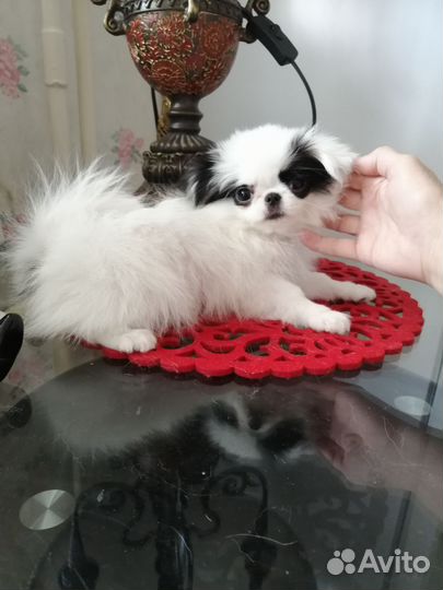 Мини пекинес