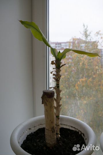 Пальма Юкка