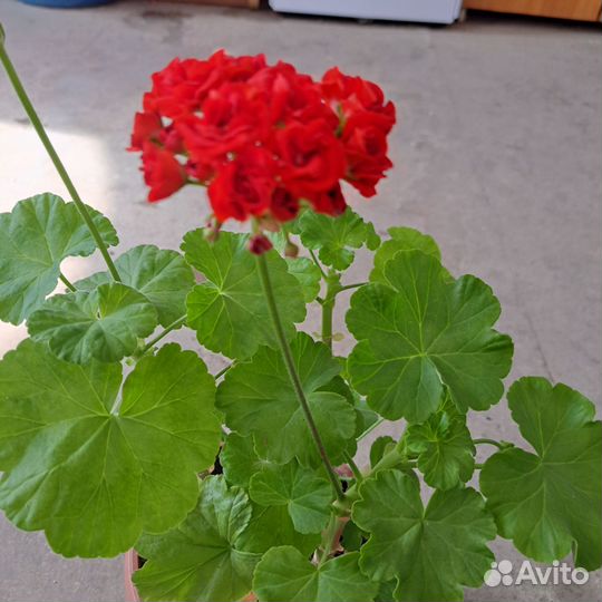 Комнатные цветы