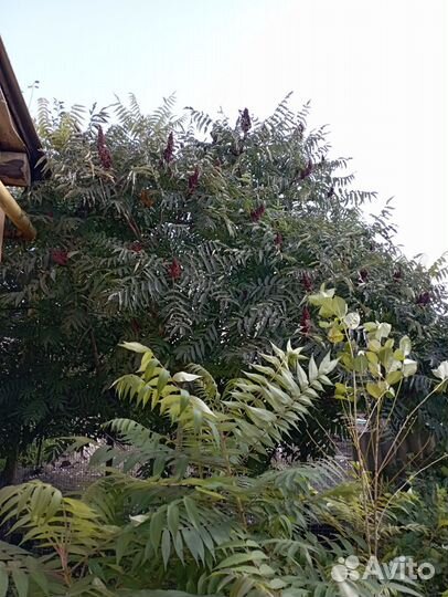 Саженцы сумах оленерогий