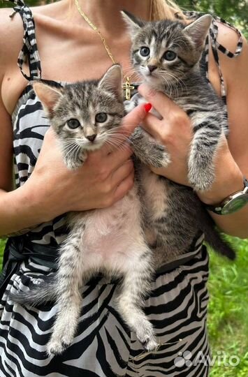 Котята (мальчик и девочка)