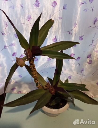 Традесканция. Комнатное растение