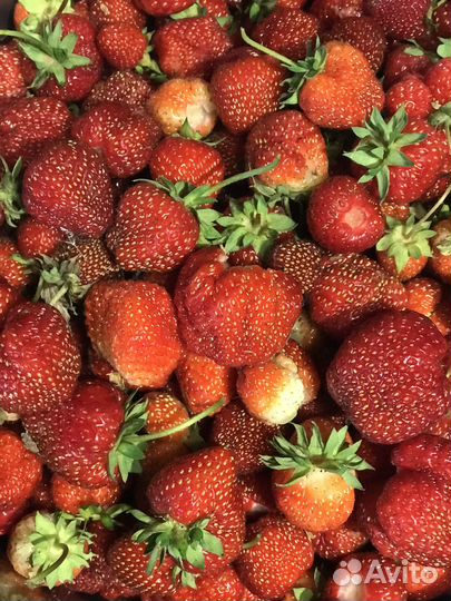 Саженцы клубники