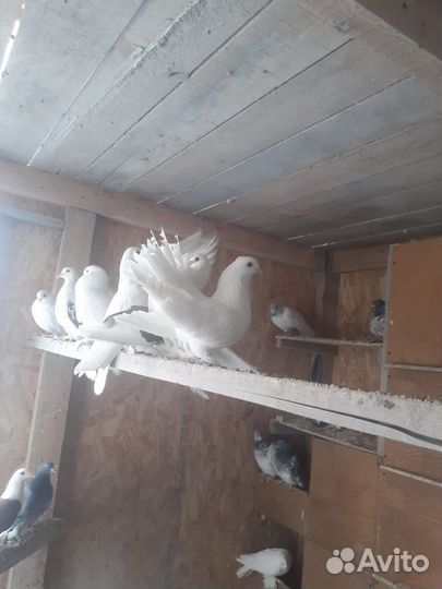 Продам Статных голубей