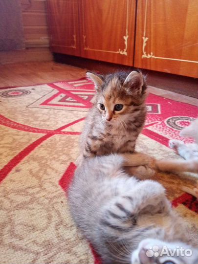 Котята в дар бесплатно